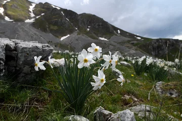 Gordijnen Poet's daffodil, poet's narcissus // Weiße Narzisse (Narcissus poeticus) - Mt. Lakmos/Peristeri, Pindos, Greece © bennytrapp