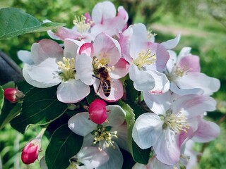 Bee collecting pollen on apple tree blossom. Bee flying on flowers.