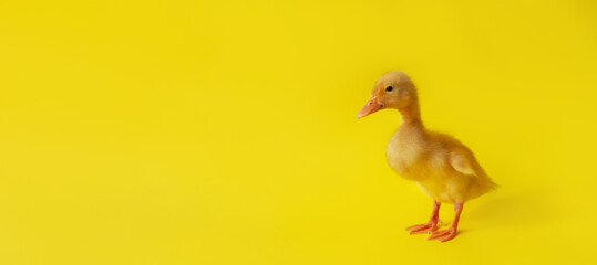 banner one small yellow duckling on yellow background, selective focus, minimalism