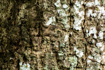 Close up of bark of tree texture wooden background. Tree trunk texture background.