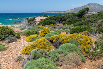 Bush and yellow flowers near the sea at Naxos. Cyclades islands. Greece