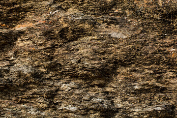 Dry life backgrounds on a forest