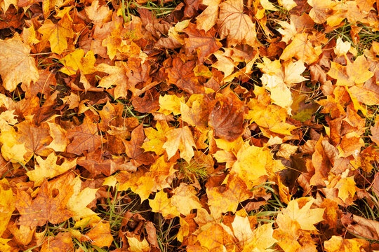 yellow maple leaves on the ground