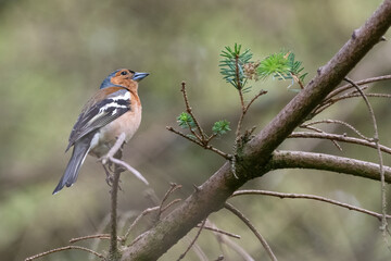 Male chaffinch (Fringilla coelebs) on a branch in the forest, UK.