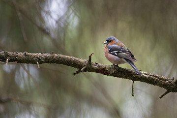 Male chaffinch (Fringilla coelebs) perched in the forest