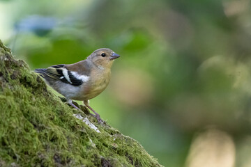 Juvenile chaffinch (Fringilla coelebs) perched in the forest. Cute young bird portrait.