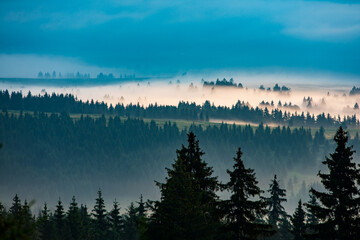 Neblige Landschaft mit Baumsilhouette nach einem regnerischen Sommermorgen. Nebelige Landschaft mit Baumsilhouette.