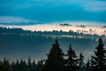 Photo sur Plexiglas Forêt dans le brouillard Paysage brumeux avec silhouette d& 39 arbres après un matin d& 39 été pluvieux. Paysage brumeux avec silhouette d& 39 arbres.