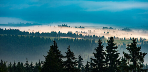 Foggy landscape with trees silhouette after on a rainy summer morning. Beautiful morning landscape.