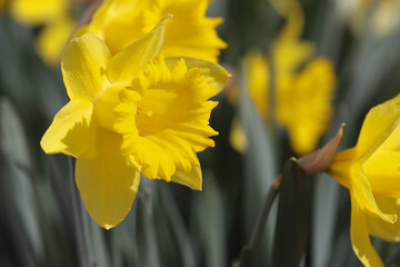 Blooming flowers of daffodils.