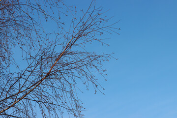 Birch tree branches.