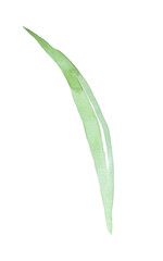 Watercolor leaf