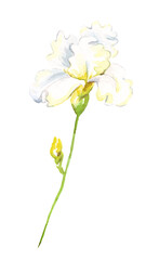 Naklejka na ściany i meble Watercolor iris flower. Hand-painted illustration