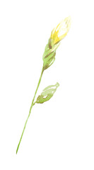 Obraz na płótnie Canvas Watercolor iris flower. Hand-painted illustration