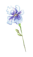 Watercolor iris flower. Hand-painted illustration