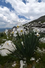 Outdoor kussens Poet's daffodil, poet's narcissus // Weiße Narzisse (Narcissus poeticus) - Mt. Lakmos/Peristeri, Pindos, Greece © bennytrapp