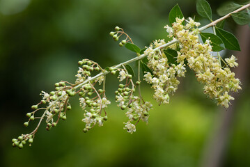 Henna branch flowers on nature background.