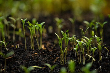 Growing young trees on natural background.