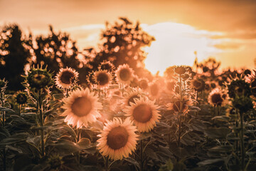 sunflower in the field
