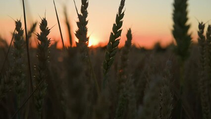 Field with wheat ears at sunset, Food crisis and world hunger concept, Growing wheat sprouts closeup, Harwest problem