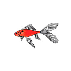 orange small aquarium fish watercolor illustration isolated on white background hand drawn