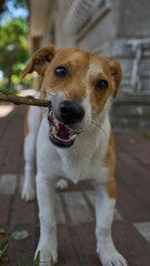Brown and white jack russell playing with a branch