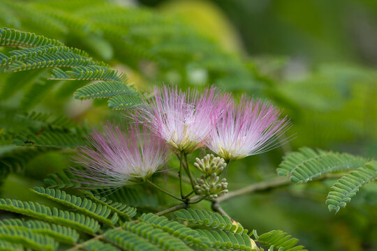 ねむの木 の画像 6 355 件の Stock 写真 ベクターおよびビデオ Adobe Stock