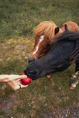Handfeeding an apple to two ponies in the italian alps