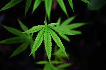Fototapeta na wymiar cannabis leaf nature herb tropical country