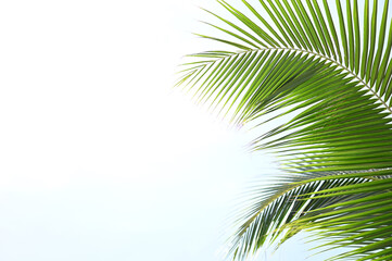 Fototapeta na wymiar Natural green coconut leaves leave copy space