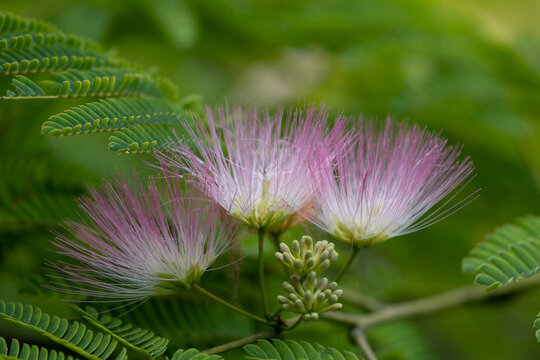 ねむの木 の画像 6 355 件の Stock 写真 ベクターおよびビデオ Adobe Stock