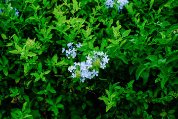 Small white flowers among green leaves.