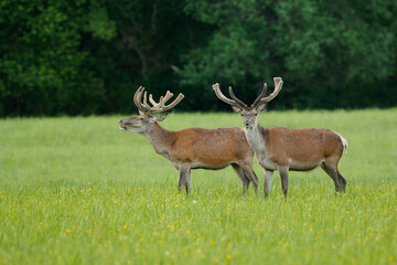 Naklejka na ściany i meble Two red deer stags standing in the middle of green meadow. Stags with antlers covered in velvet. Red deer, Cervus elaphus, wildlife, Slovakia.