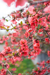 tree in bloom