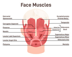 Obraz premium Head and face muscles. Didactic scheme of anatomy of human