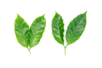 Fresh Green Coffee Leaves Isolated on White Background