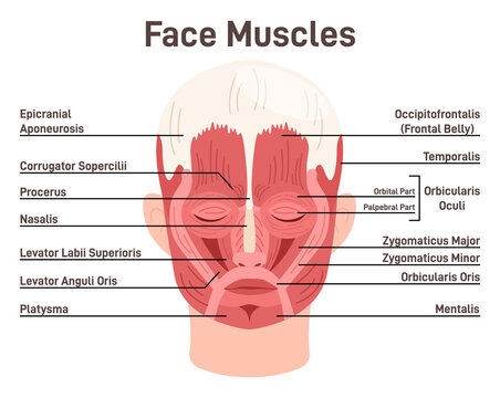 Head and face muscles. Didactic scheme of anatomy of human