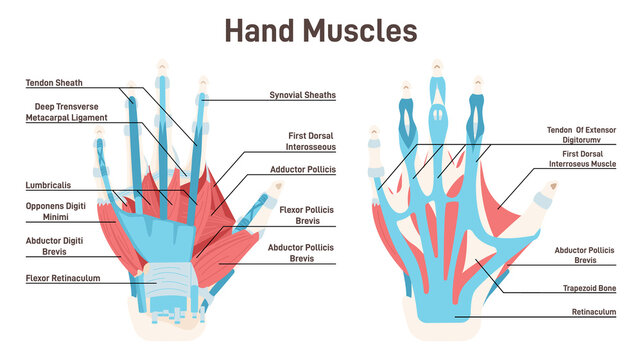 Back muscles system. Didactic scheme of anatomy of human muscular