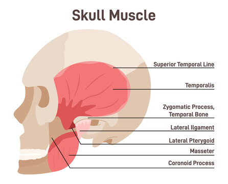 Skull muscles. Didactic scheme of anatomy of human muscular