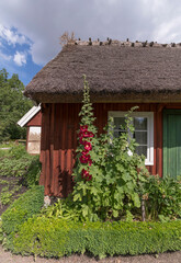 Fototapeta na wymiar Old red log house with reed roof and summer flowerbed, a sunny summer day in Stockholm