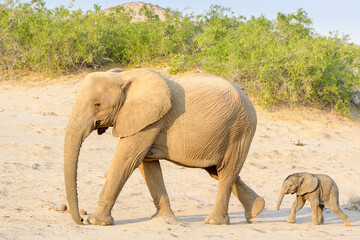 African Elephant (Loxodonta africana), desert-adapted elephant mother with calf, walking in dry...