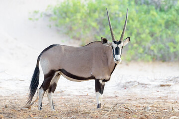 Oryx (Oryx gazella), gemsbok standing in riverbed of Hoanib desert, looking at camera, Kaokoland, Namibia - obrazy, fototapety, plakaty