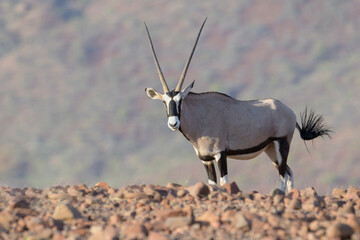 Oryx (Oryx gazella), gemsbok in desert, Damaraland, Kunene, Namibia.