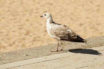 Mouette en bord de plage