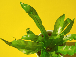 Nest fern or green asplenium nidus flower in white flowerpot on yellow background from above. Green tropical home plant with green vernation leaves. Minimal floral concept. Houseplant, home decor.