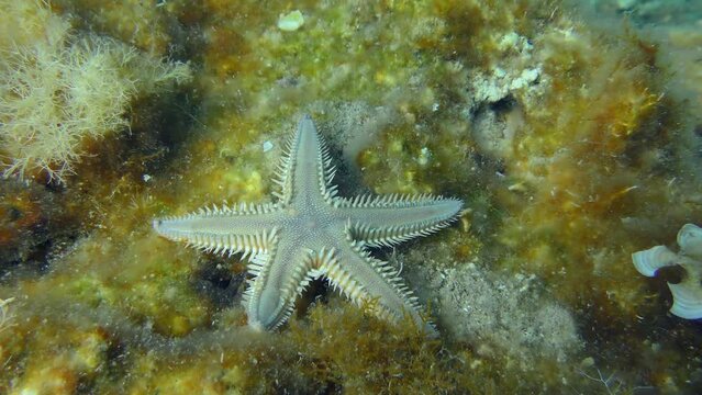 Slender sea star or Sand Starfish (Astropecten spinulosus) creeps along the bottom overgrown with brown algae. Mediterranean, Greece.