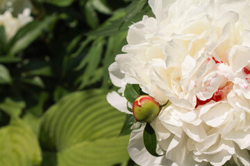 close-up white color blooming flower in sunlight, nature background, macro flower