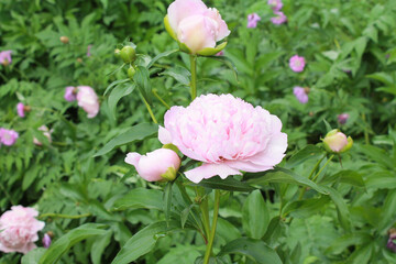 Obraz premium close-up pink color blooming flower in sunlight, nature background, macro flower