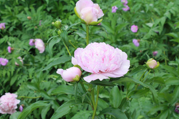 Obraz premium close-up pink color blooming flower in sunlight, nature background, macro flower