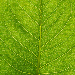 Obraz premium Macro view of green leaf with veins